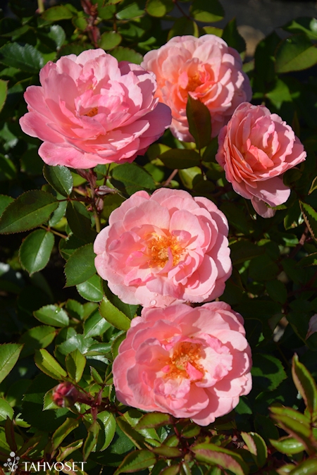 Rosa 'Calypso'